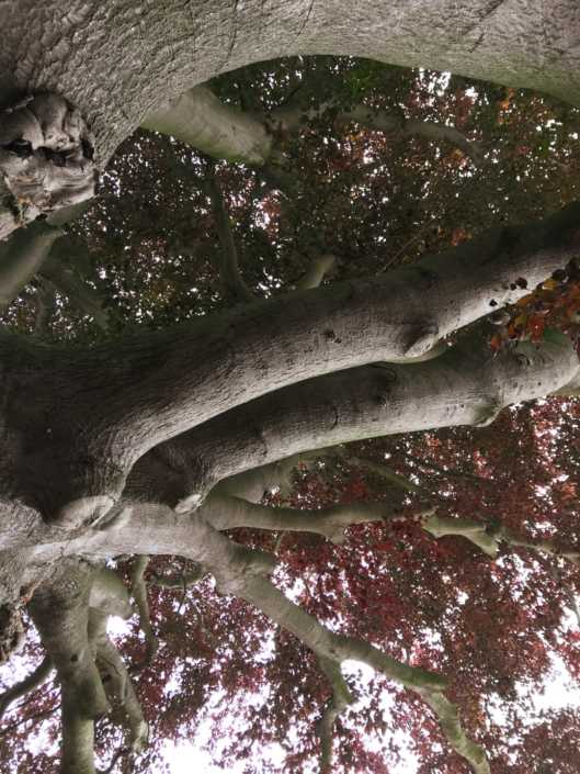 IMG_1591 (Groot)
